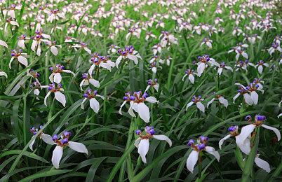 模型组装游戏《Tranquil Builds》Steam页面上线 发售日待定